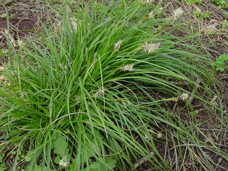 Carex caryopyllea?
